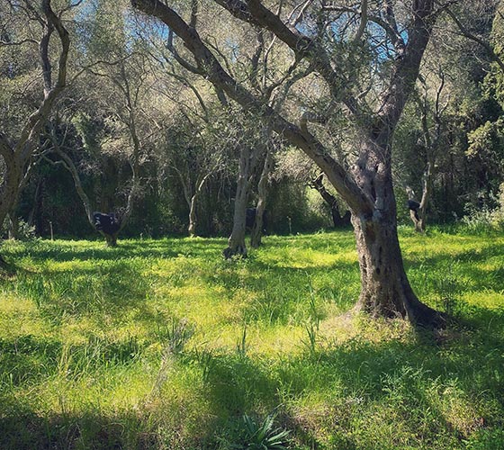 Yoga & Meditation Retreats surrounded by Greek nature